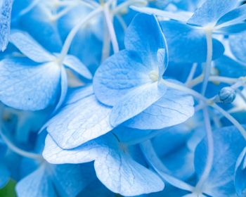 petals, blue Wallpaper 1280x1024