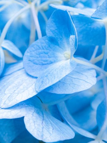 petals, blue Wallpaper 1620x2160