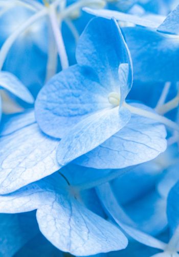 petals, blue Wallpaper 1668x2388