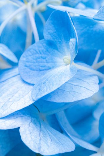 petals, blue Wallpaper 640x960