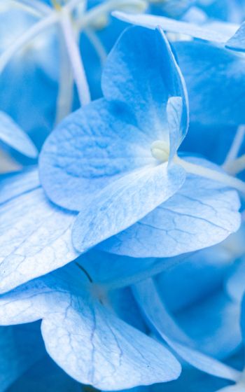 petals, blue Wallpaper 800x1280