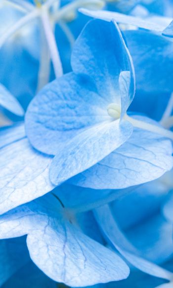 petals, blue Wallpaper 1200x2000