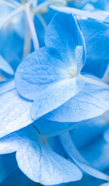 petals, blue Wallpaper 600x1024