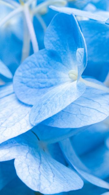 petals, blue Wallpaper 1440x2560