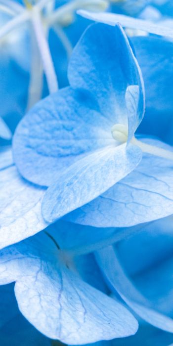 petals, blue Wallpaper 720x1440