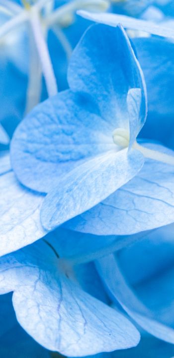 petals, blue Wallpaper 1080x2220