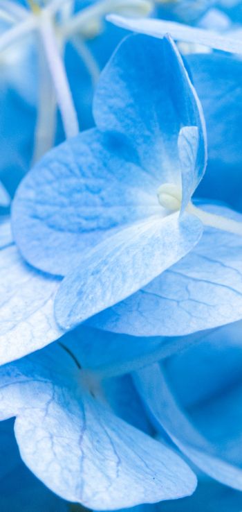 petals, blue Wallpaper 720x1520