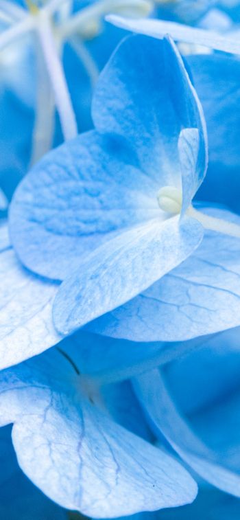 petals, blue Wallpaper 828x1792