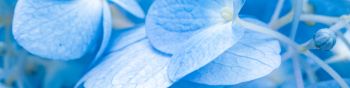 petals, blue Wallpaper 1590x400