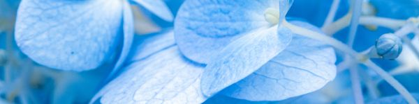 petals, blue Wallpaper 1590x400