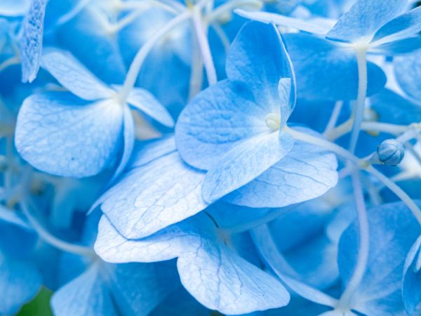 petals, blue Wallpaper 3600x2700