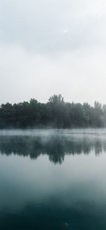 fog, lake, forest Wallpaper 1284x2778
