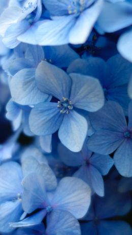 Обои 750x1334 гортензия, синие цветы, синие обои