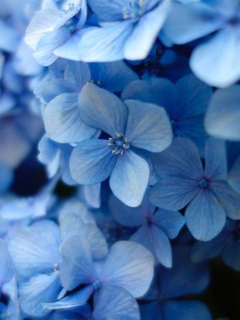 Обои 1620x2160 гортензия, синие цветы, синие обои