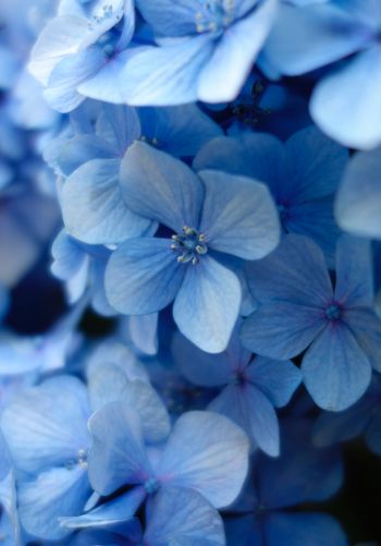 Обои 1668x2388 гортензия, синие цветы, синие обои