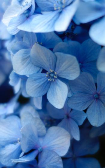 Обои 1200x1920 гортензия, синие цветы, синие обои