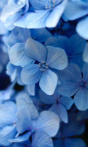 Обои 1200x2000 гортензия, синие цветы, синие обои
