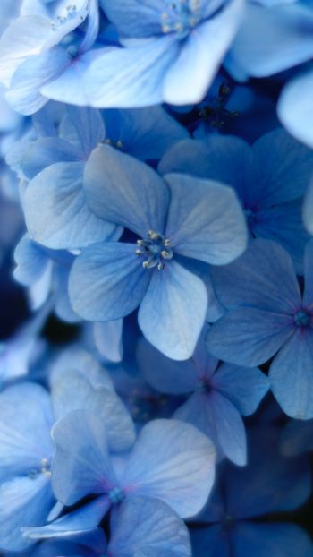 Обои 750x1334 гортензия, синие цветы, синие обои