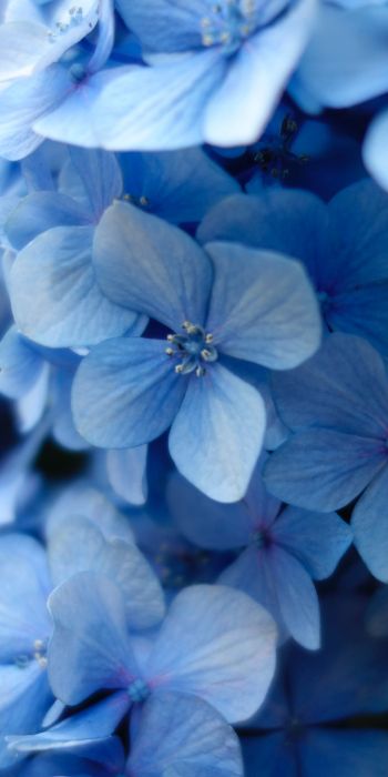 hydrangea, blue flowers, blue wallpaper Wallpaper 720x1440