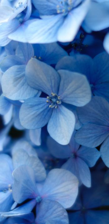 Обои 1080x2220 гортензия, синие цветы, синие обои