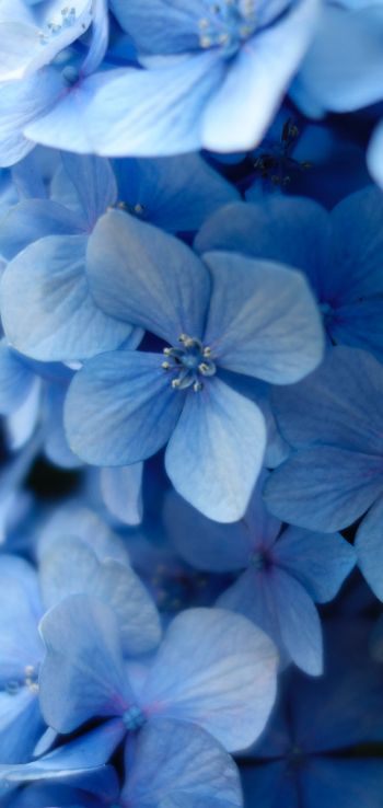 Обои 1080x2280 гортензия, синие цветы, синие обои