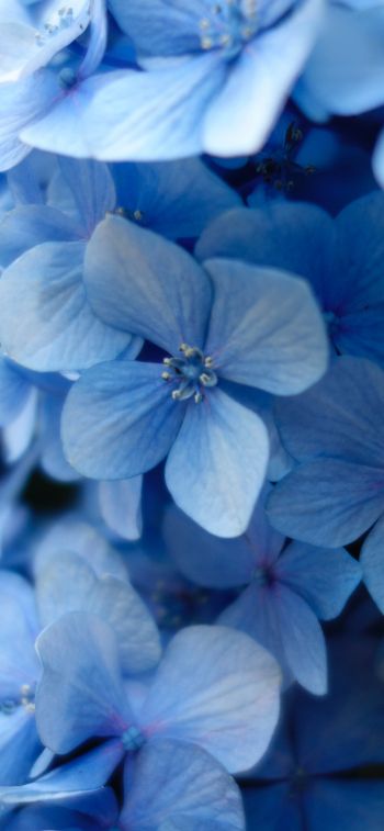 Обои 828x1792 гортензия, синие цветы, синие обои