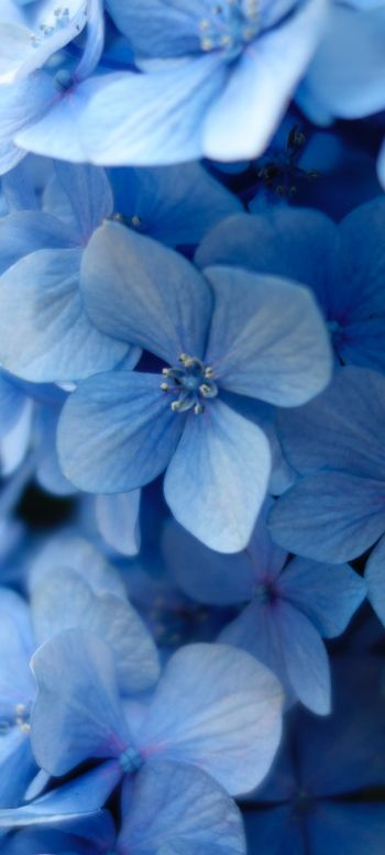 Обои 1080x2400 гортензия, синие цветы, синие обои