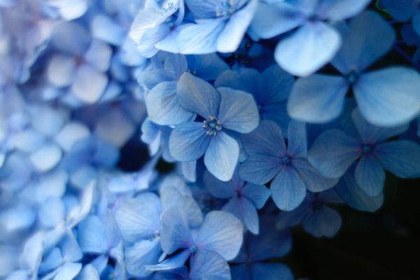 hydrangea, blue flowers, blue wallpaper Wallpaper 5472x3648