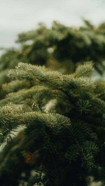 pine, green, spruce Wallpaper 640x1136