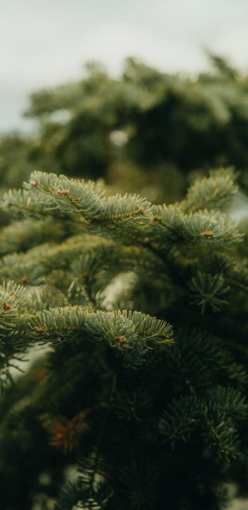 pine, green, spruce Wallpaper 1080x2220