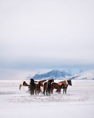 herd of horses, snow plain Wallpaper 3833x4792