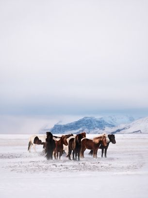 Обои 1620x2160 табун лошадей, снежная равнина