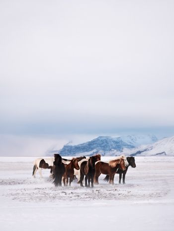 Обои 1668x2224 табун лошадей, снежная равнина