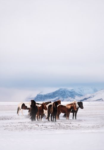 herd of horses, snow plain Wallpaper 1668x2388