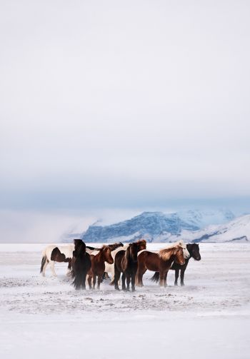 Обои 1640x2360 табун лошадей, снежная равнина