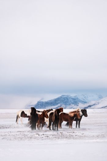 Обои 640x960 табун лошадей, снежная равнина
