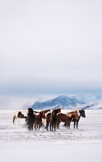 Обои 1752x2800 табун лошадей, снежная равнина