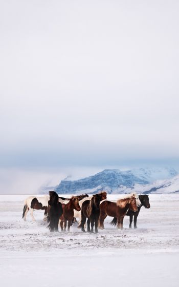 Обои 1600x2560 табун лошадей, снежная равнина