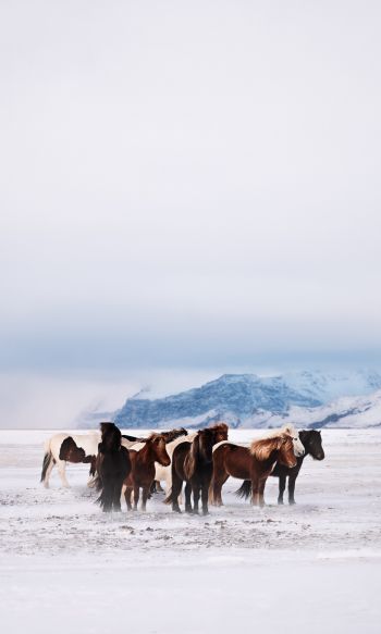 Обои 1200x2000 табун лошадей, снежная равнина