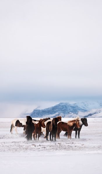 herd of horses, snow plain Wallpaper 600x1024