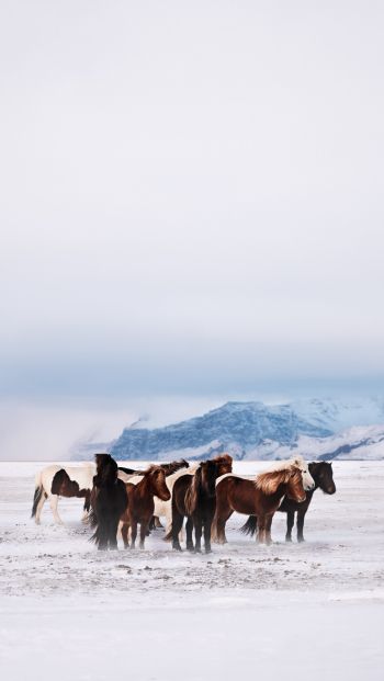 Обои 640x1136 табун лошадей, снежная равнина