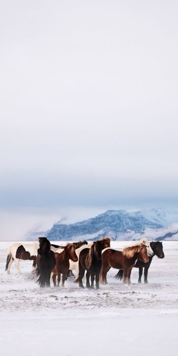 Обои 720x1440 табун лошадей, снежная равнина