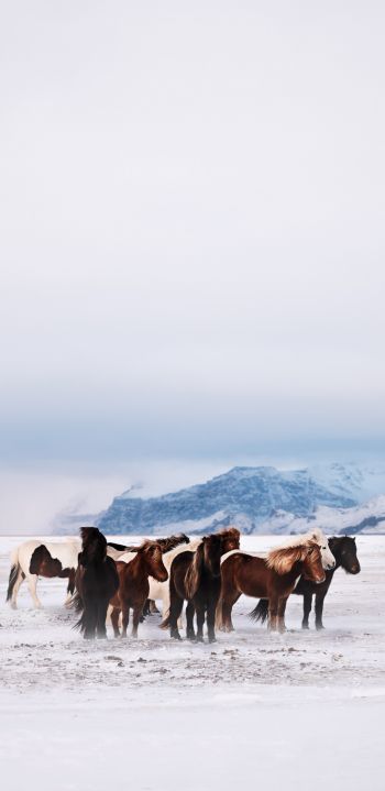 herd of horses, snow plain Wallpaper 1080x2220