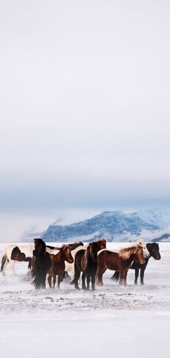 herd of horses, snow plain Wallpaper 1440x3040