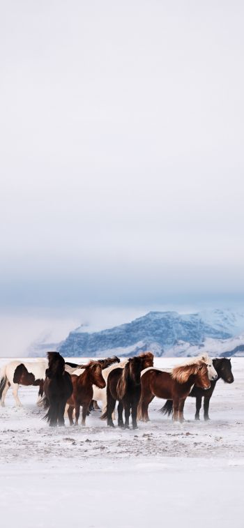 herd of horses, snow plain Wallpaper 828x1792