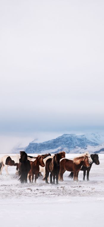 herd of horses, snow plain Wallpaper 1080x2340