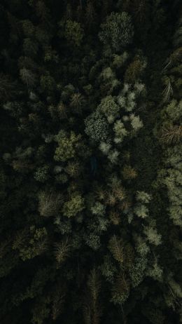 Обои 1080x1920 лес, вид сверху