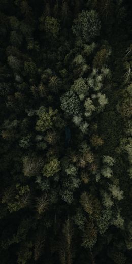 forest, top view Wallpaper 720x1440