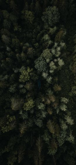 forest, top view Wallpaper 828x1792