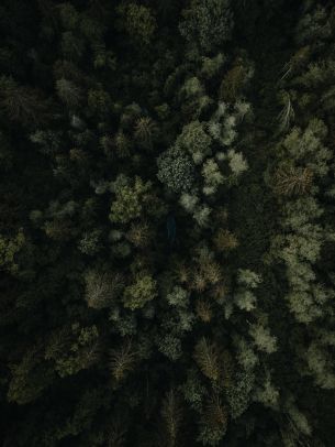 Обои 1668x2224 лес, вид сверху